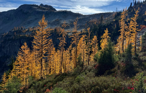 Agriculture secretary says agency is "full-bore ahead" on Forest Service reorganization